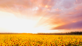 Helianthus / Sunflower (photo by Nemuel Sereti)