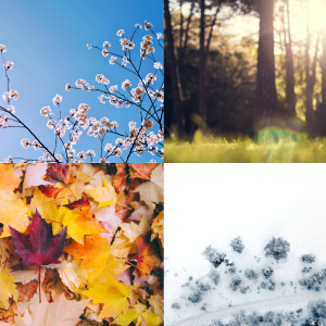 Four Season...in High Park composed by Frank Horvat (photos by Tim Gouw, Matthew Henry, Greg Shield, Gabriel Alenius)