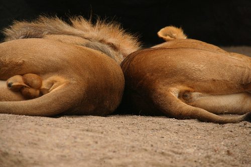 Lions