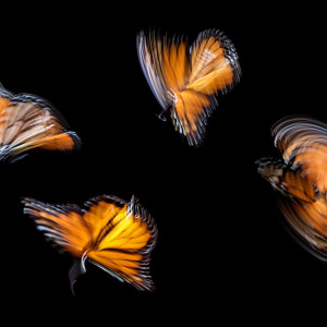 Lorna's Metamorphosis by Frank Horvat (photo by Ian Parker)