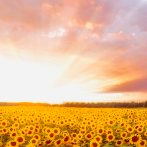 Helianthus / Sunflower (photo by Nemuel Sereti)