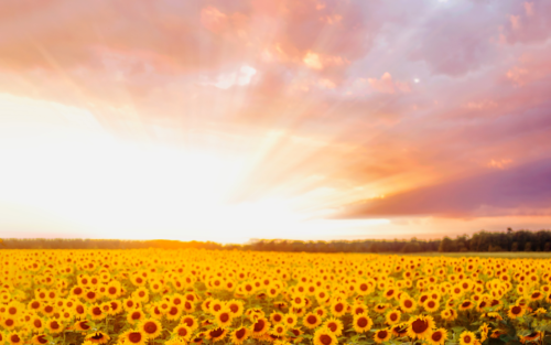Helianthus / Sunflower (photo by Nemuel Sereti)