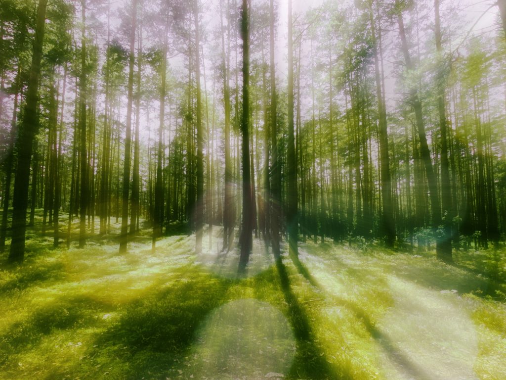 Praying to Trees - music by Frank Horvat, lyrics by Kathleen Burke (original photo by Anastasiya Romanova)