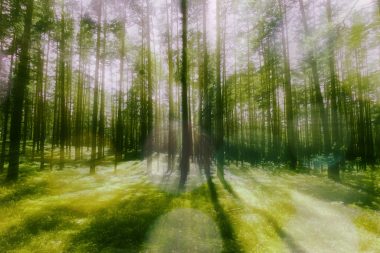 Praying to Trees - music by Frank Horvat, lyrics by Kathleen Burke (original photo by Anastasiya Romanova)