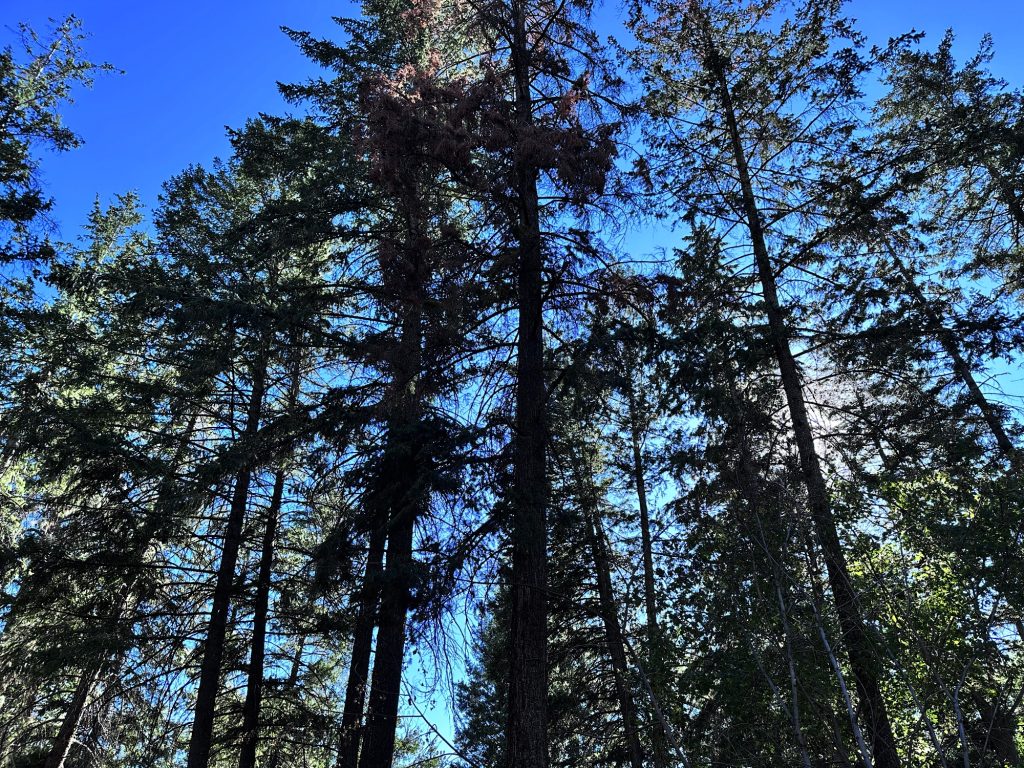 Trees in Kelowna, British Columbia, Canada
