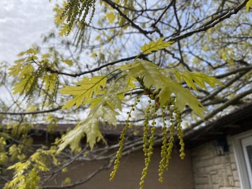 Toronto's Historic Red Oak's Spring leaves